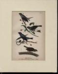 Indigo Bunting 3 males & female beautiful
