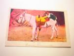 1910"Hanging On."Little Boy Holding to Donkey